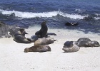 Fur sea lions